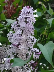 Syringa vulgaris