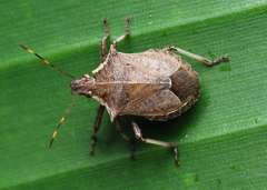 Picromerus viridipunctatus