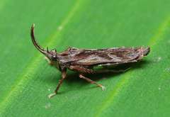 Nacolus