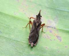 Nacolus
