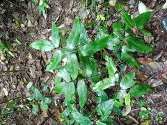 Diplazium bantamense