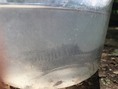 Ommatotriton ophryticus