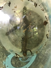 Ommatotriton ophryticus