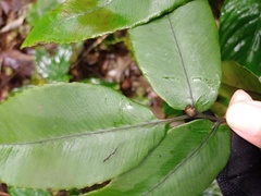 Diplazium bantamense