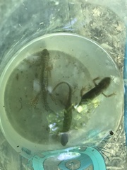 Ommatotriton ophryticus