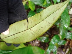 Diplazium bantamense