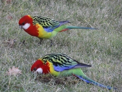 Platycercus eximius diemenensis