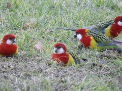 Platycercus eximius diemenensis