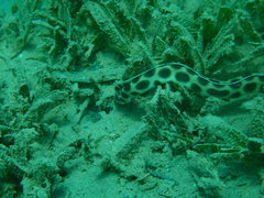 Myrichthys maculosus