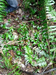 Pinanga coronata