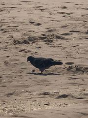 Columba livia domestica