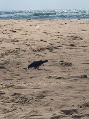 Columba livia domestica