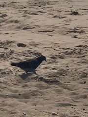 Columba livia domestica