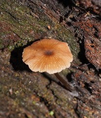 Entoloma readiae