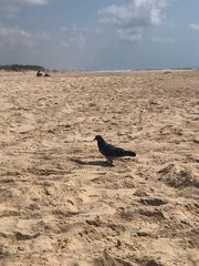 Columba livia domestica