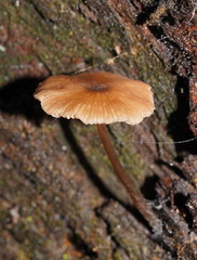 Entoloma readiae