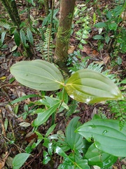 Medinilla speciosa
