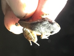 Pelodytes caucasicus