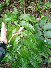 Diplazium bantamense