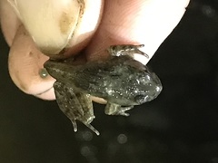 Pelodytes caucasicus