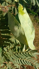 Dalbergia glaucocarpa image