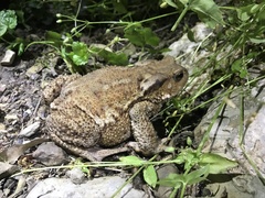 Bufo verrucosissimus