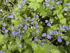 Veronica chamaedrys