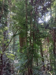 Arthropteris tenella