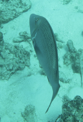 Lethrinus miniatus