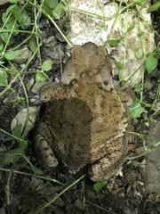 Bufo verrucosissimus