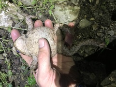 Bufo verrucosissimus