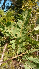 Dalbergia glaucocarpa image