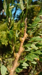 Dalbergia glaucocarpa image