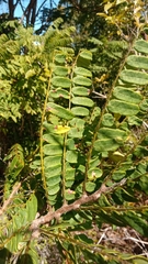 Dalbergia glaucocarpa image