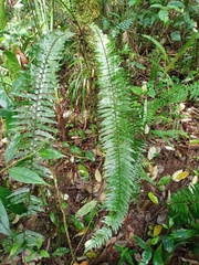 Asplenium truncatum