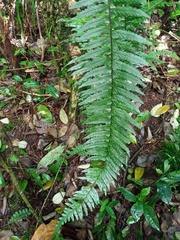 Asplenium truncatum
