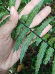 Asplenium truncatum