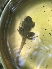 Pelodytes caucasicus