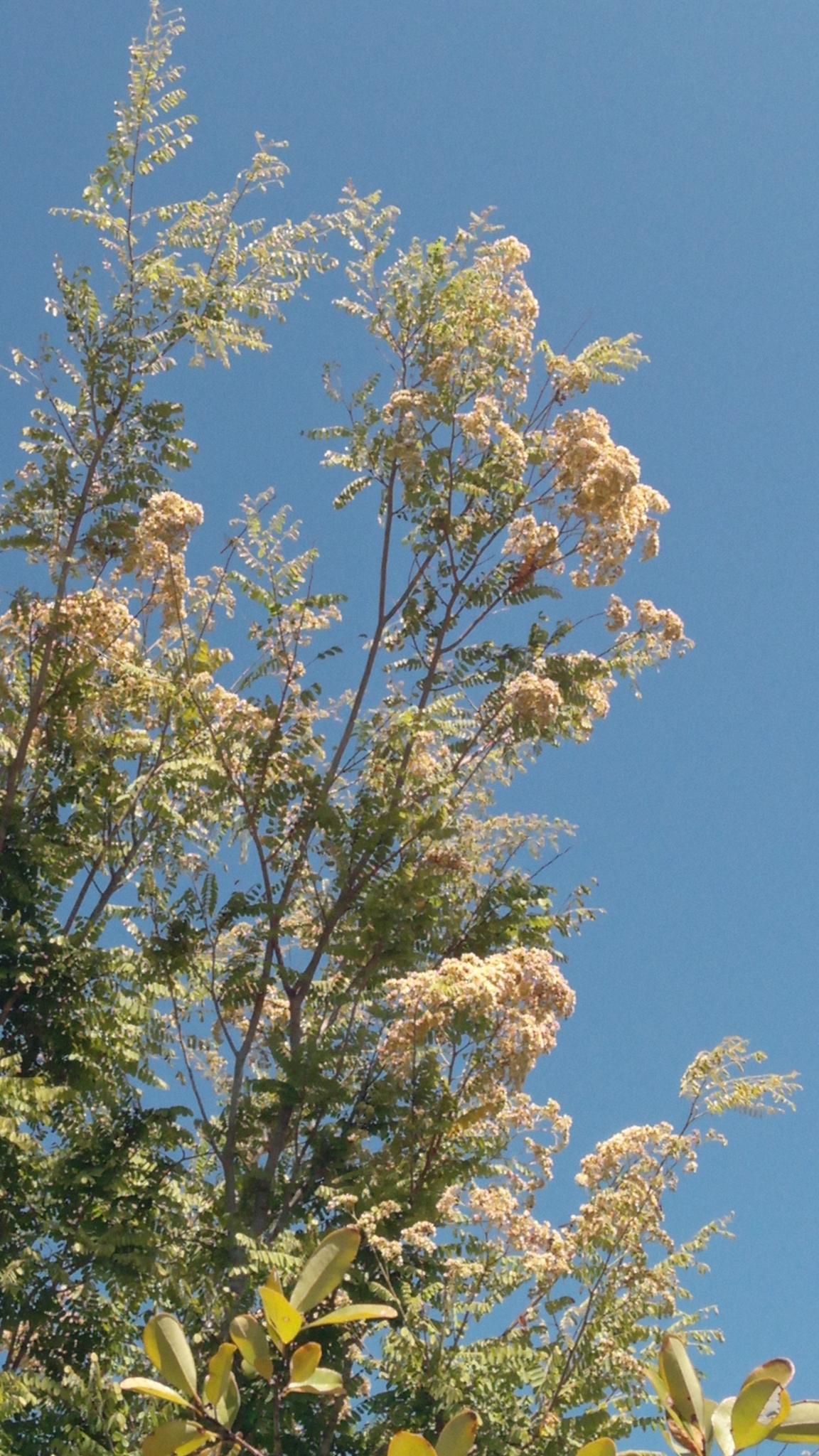Imagem de Jacarandá-do-cerrado