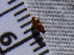 Poecilocrypticus formicophilus