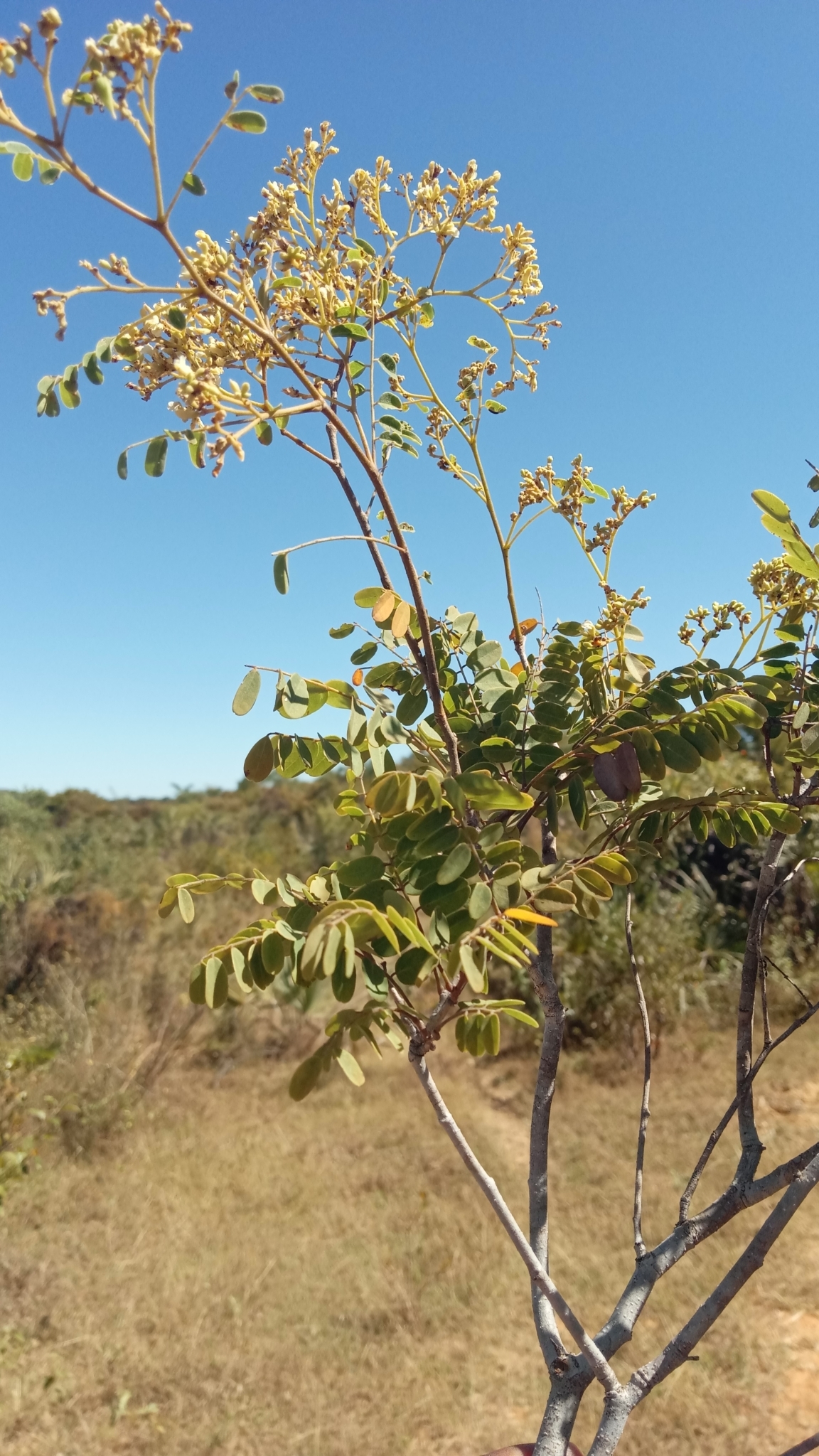 Imagem de Jacarandá-do-cerrado