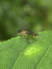 Sphegina sibirica