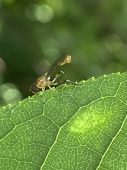 Sphegina sibirica