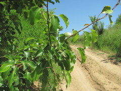 Pyrus communis caucasica