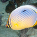 Indian Redfin Butterflyfish - Photo (c) Erik Schlogl, some rights reserved (CC BY-NC), uploaded by Erik Schlogl