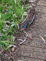 Malurus splendens splendens