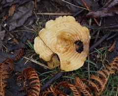 Multifurca stenophylla