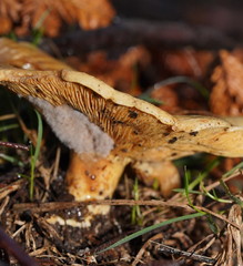 Multifurca stenophylla