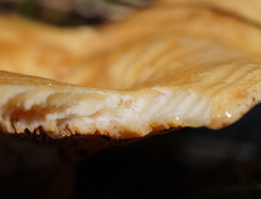 Multifurca stenophylla