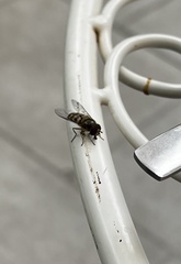 Lapposyrphus lapponicus